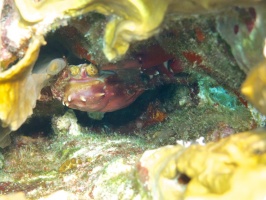 Batwing Coral Crab IIMG 7343